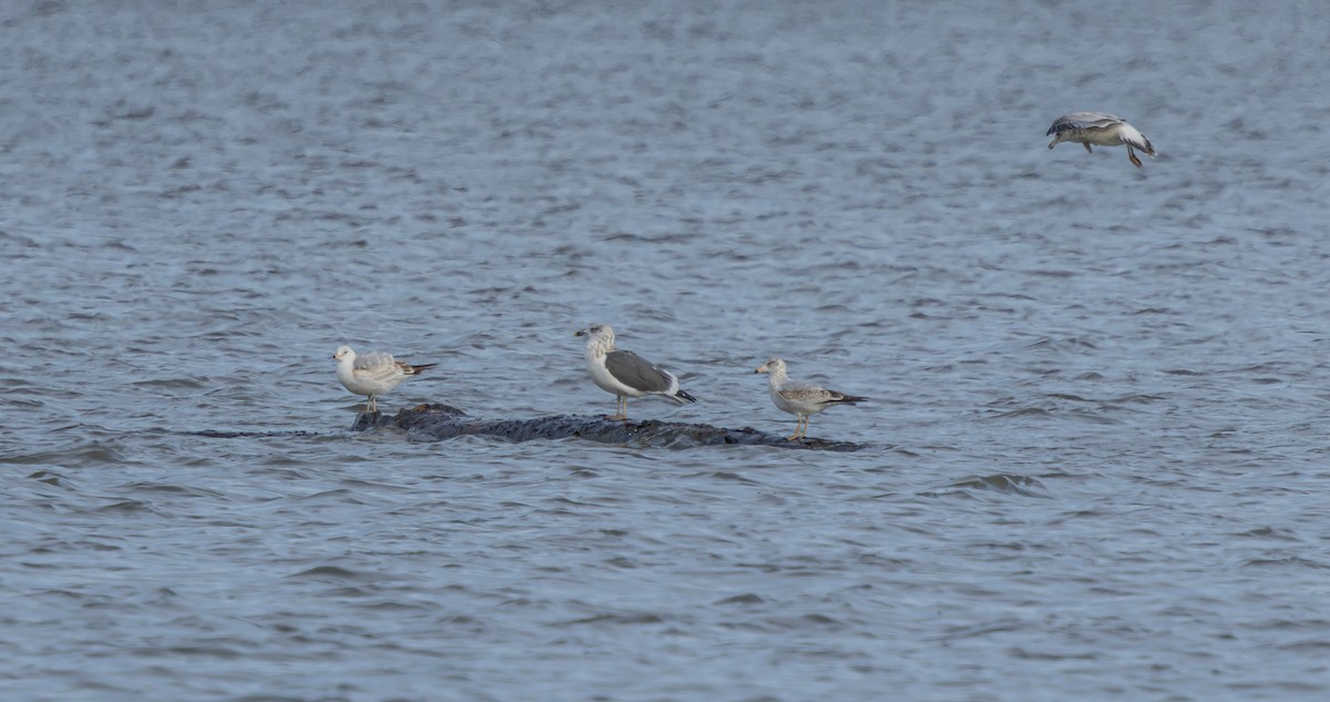 ニシセグロカモメ - ML647890856