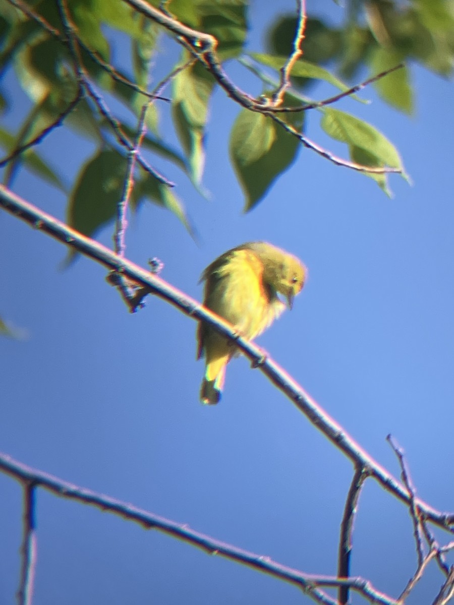 Sarı Ötleğen - ML647890867