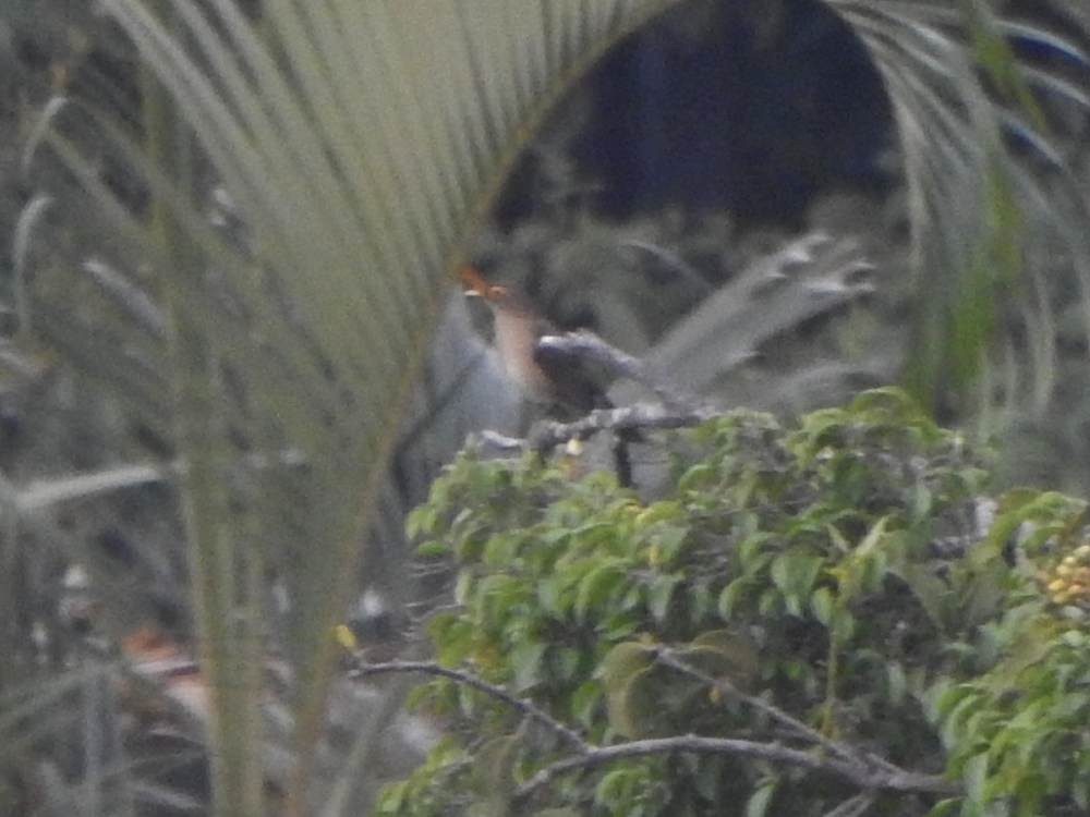 Nacktaugendrossel - ML647890876