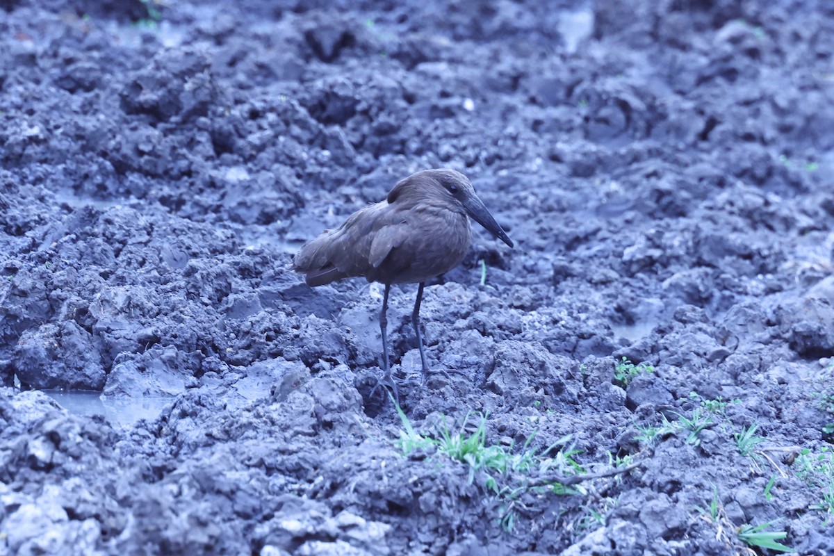 Hamerkop - ML647890898