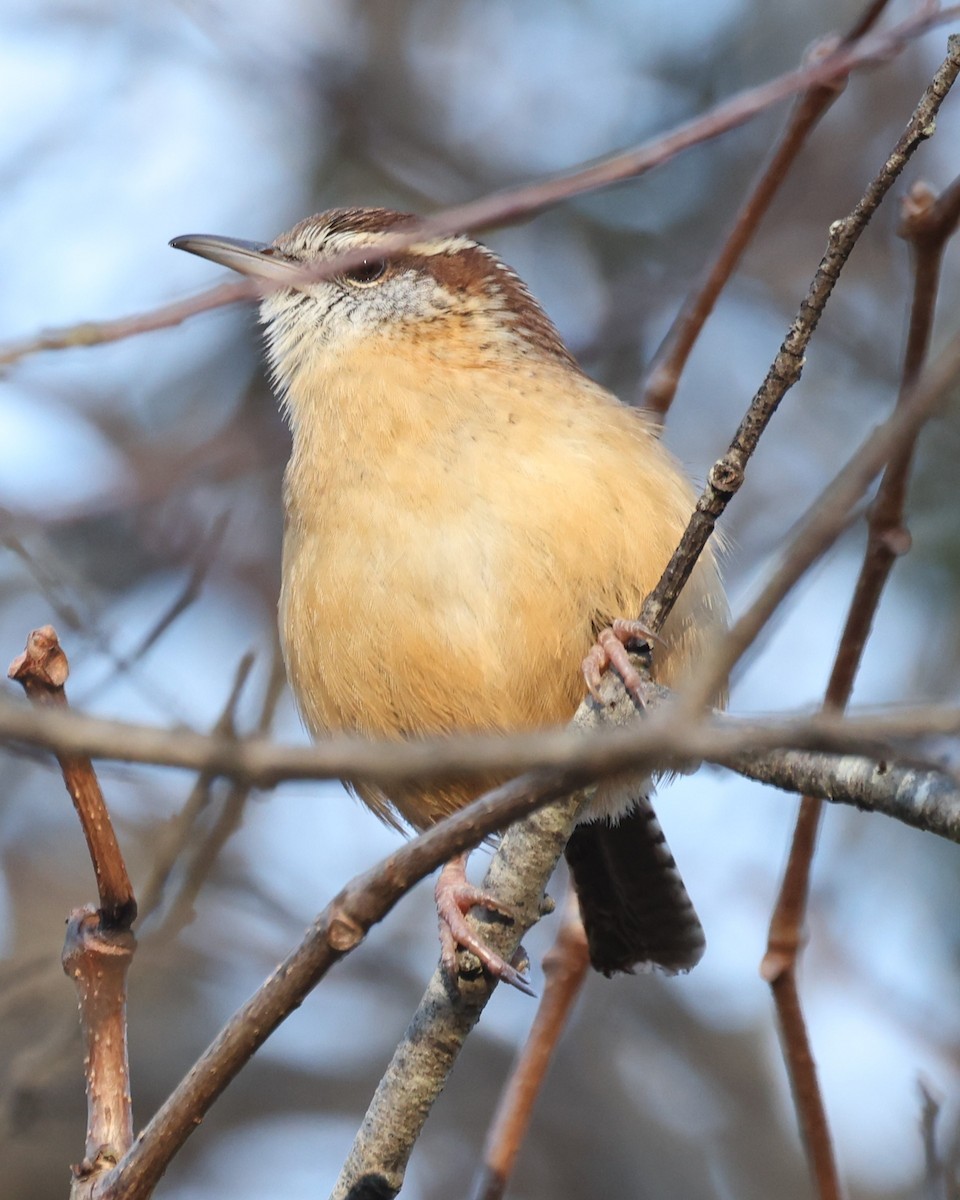 Carolina Wren - ML647890899