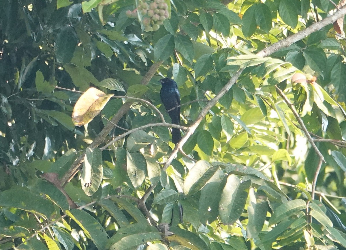 小卷尾 - ML647890900