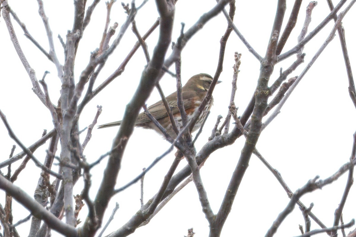 Redwing - ML647890901