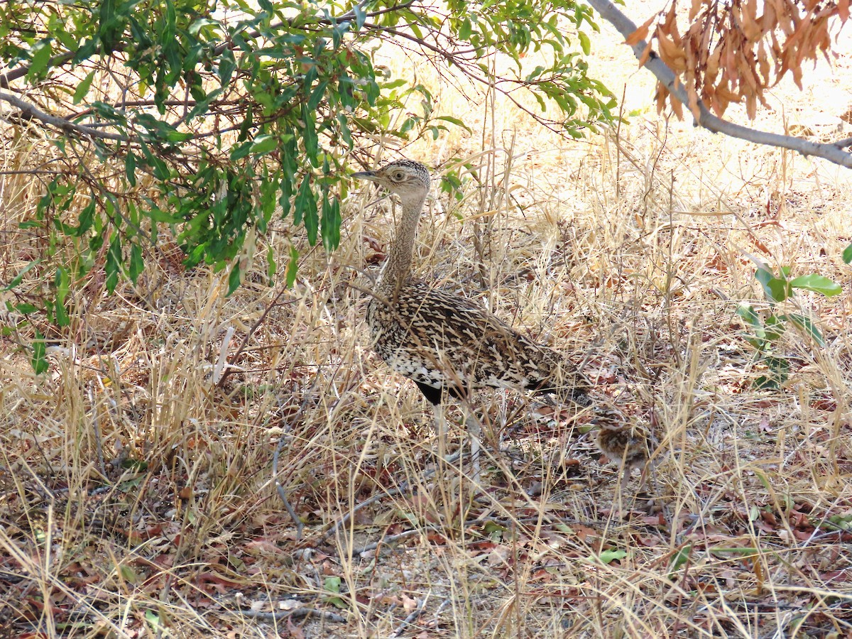 Red-crested Bustard - ML647890902
