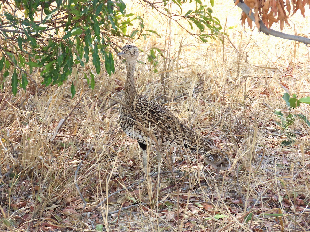 Red-crested Bustard - ML647890903