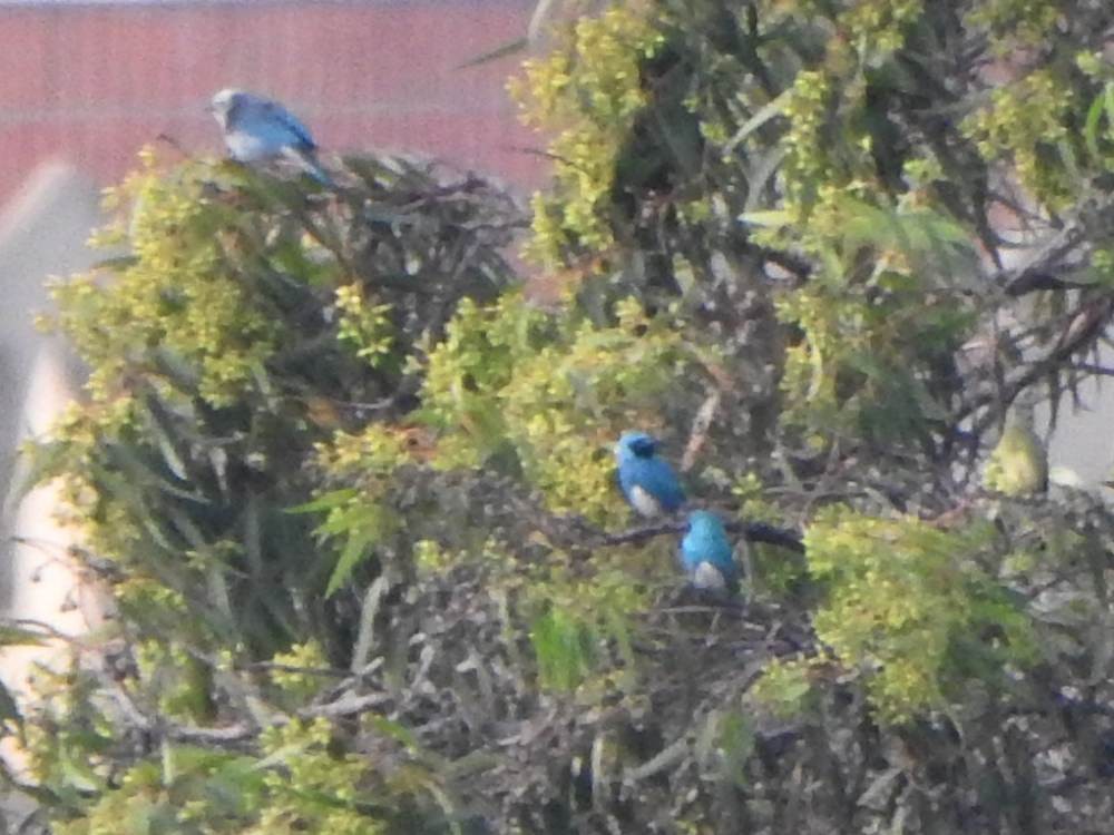 Swallow Tanager - ML647890904