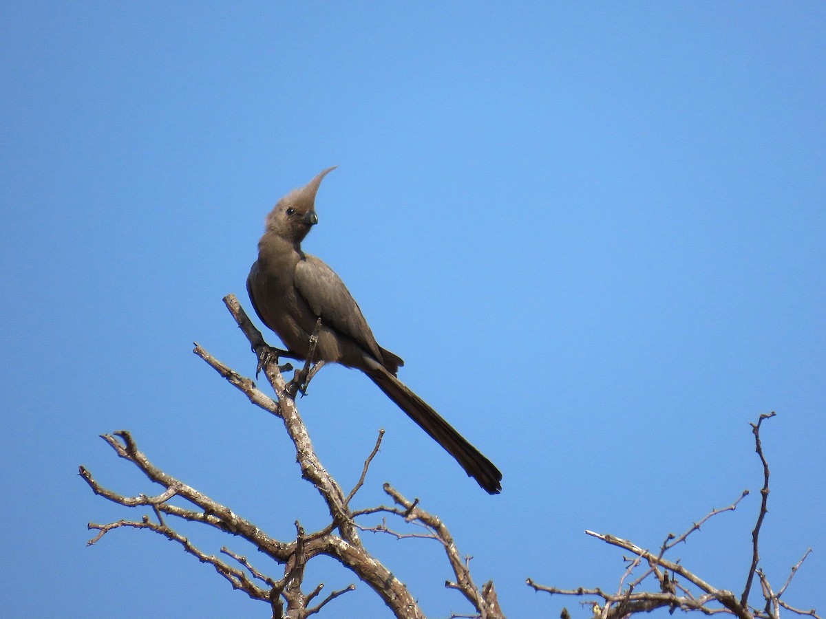 Gray Go-away-bird - ML647890907