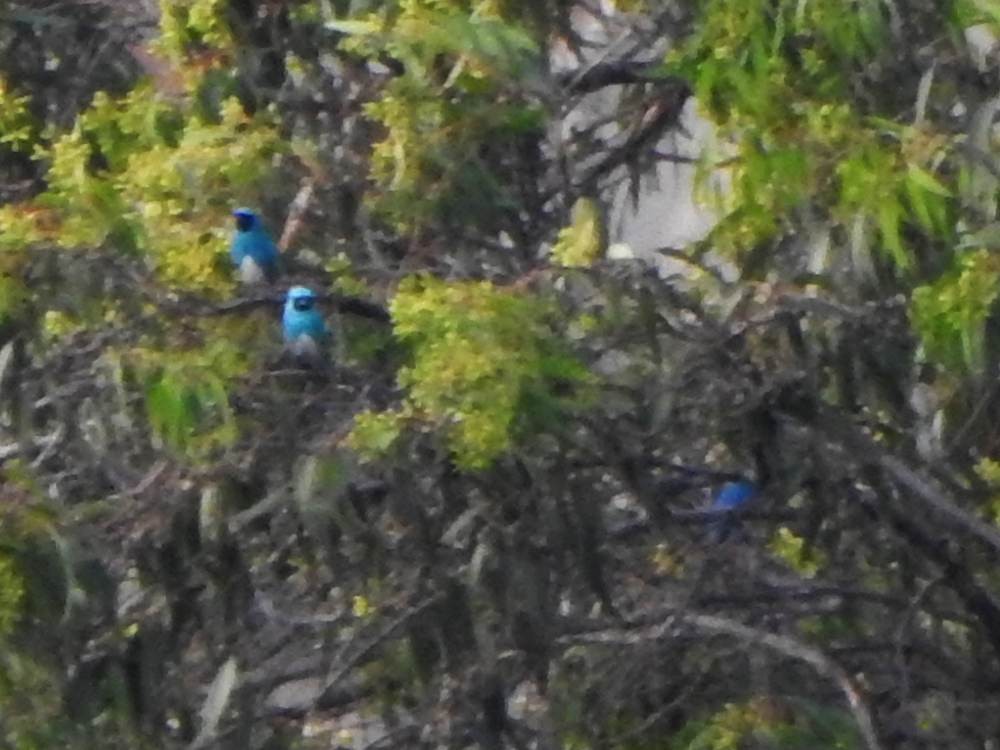 Swallow Tanager - ML647890908