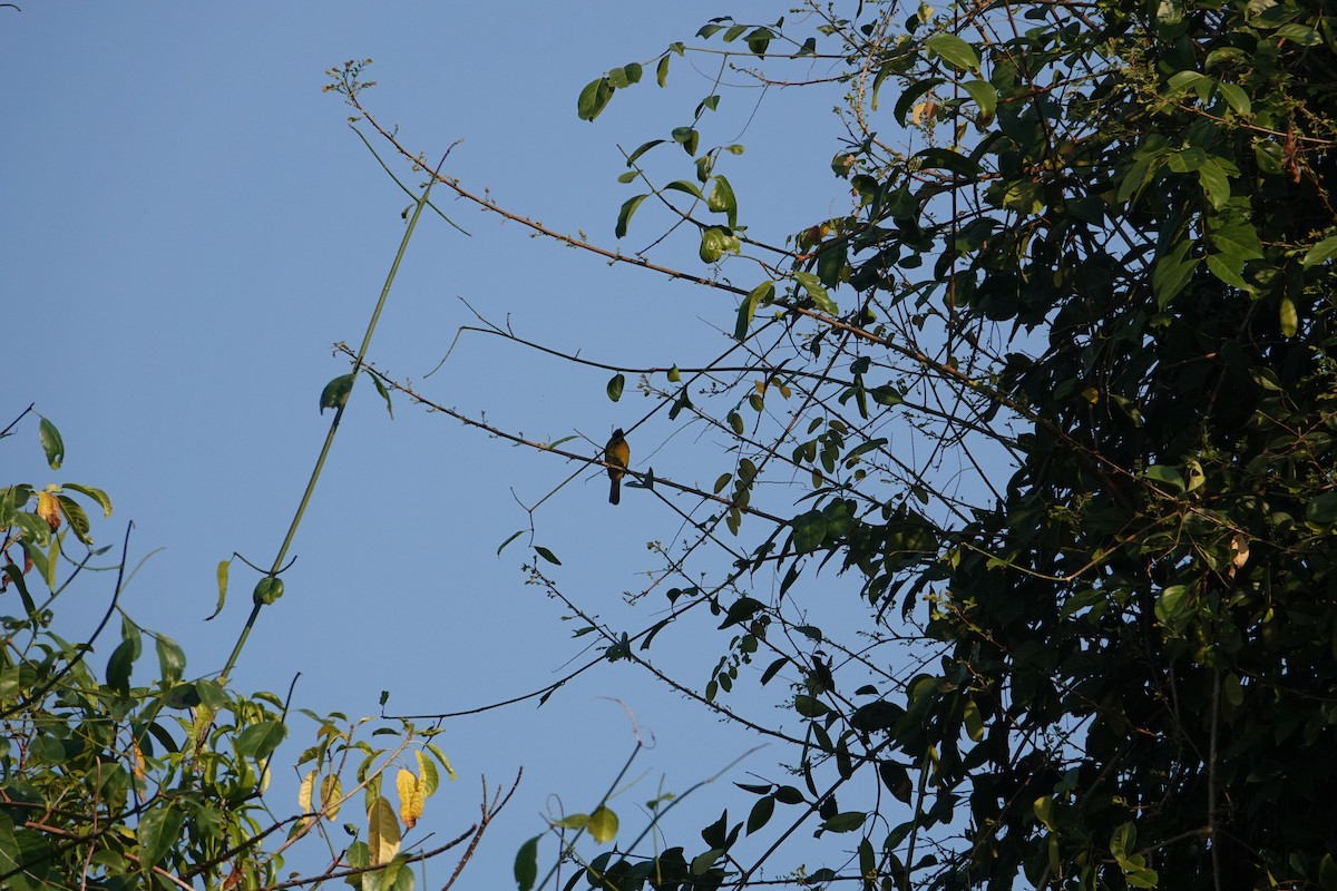 Black-crested Bulbul - ML647890909