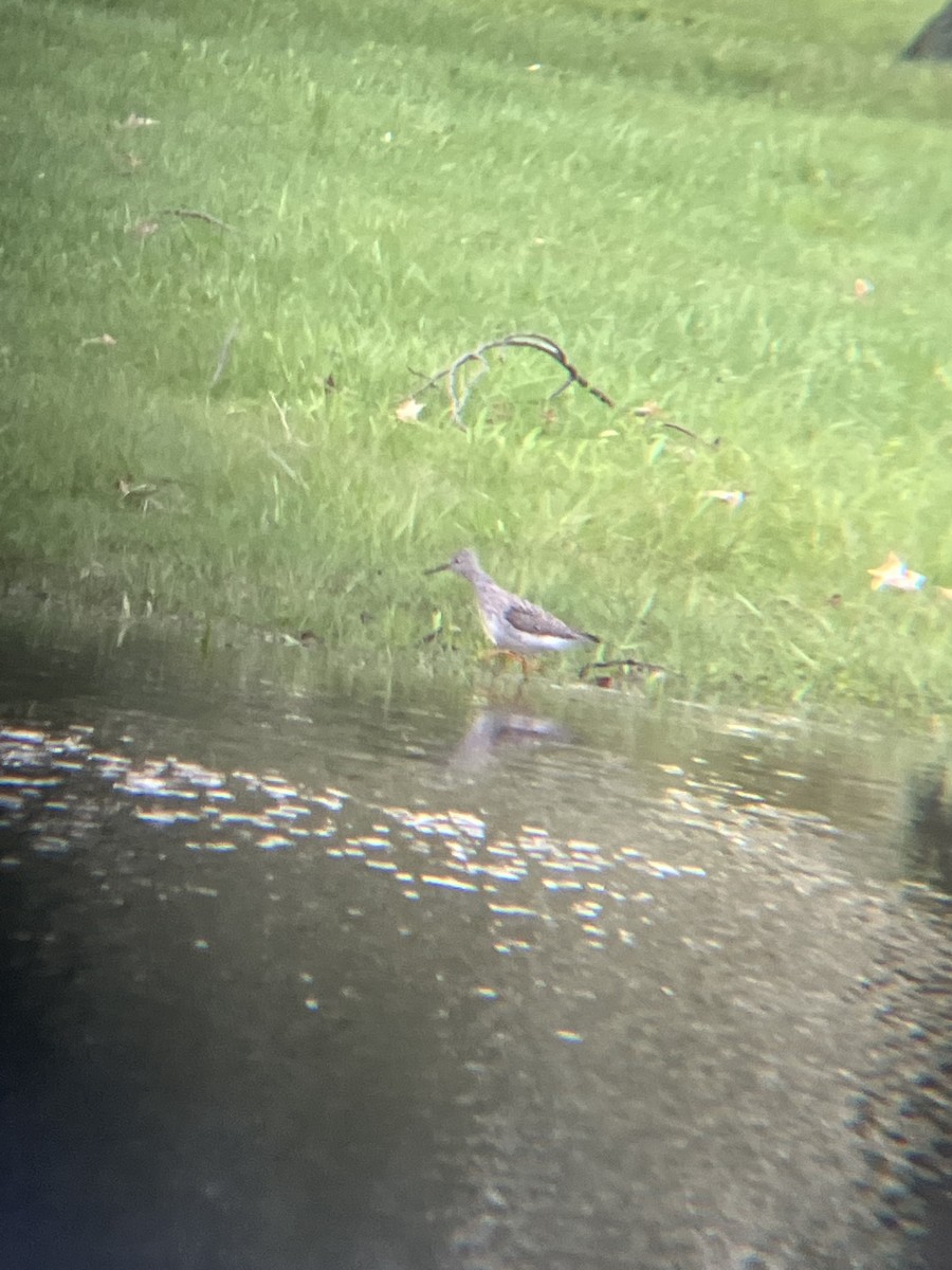 小黃腳鷸 - ML647890910