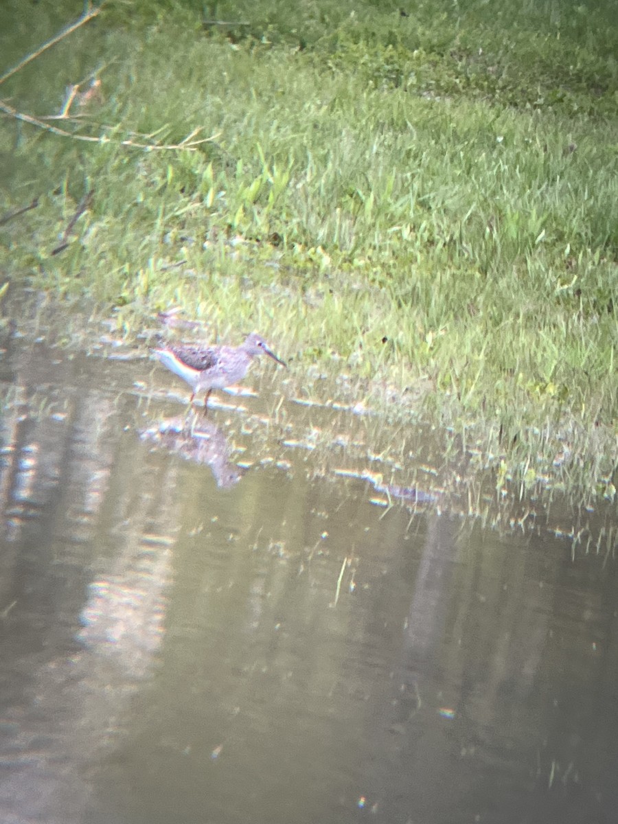 小黃腳鷸 - ML647890911