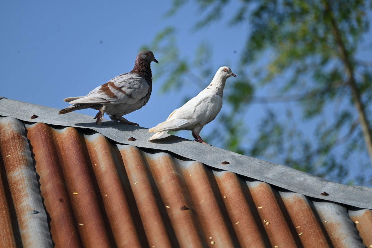 野鴿(野化) - ML647890913