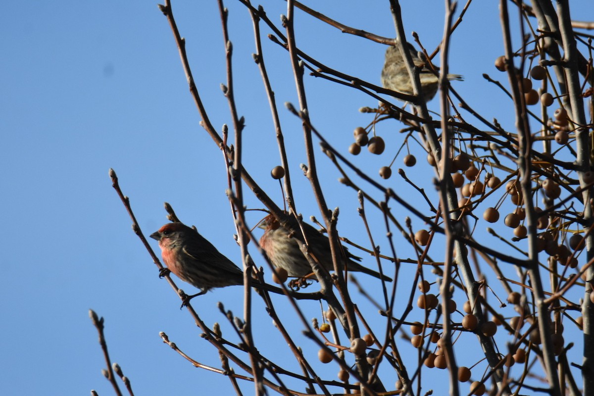 House Finch - ML647890914