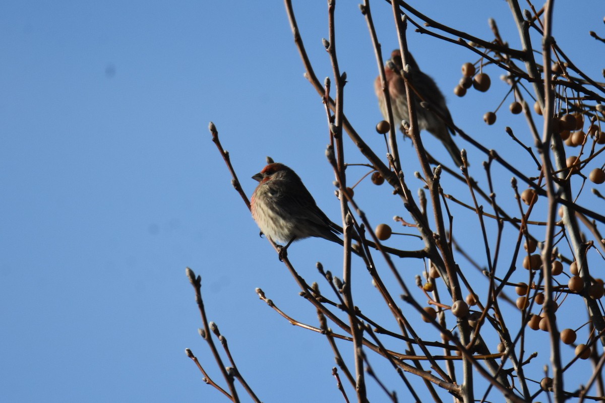 House Finch - ML647890915