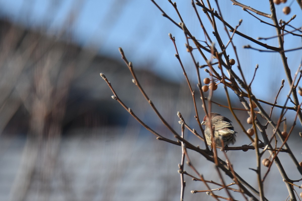 House Finch - ML647890916