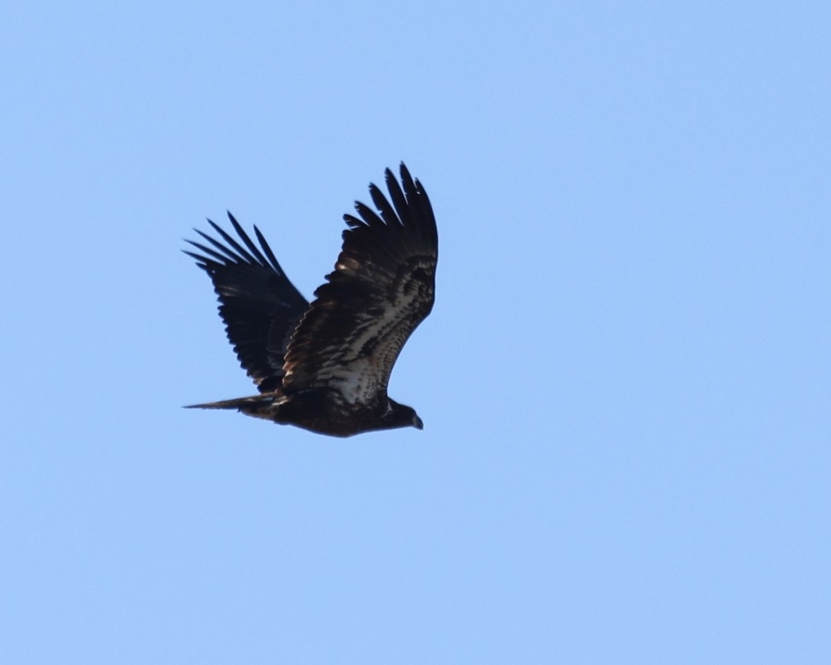 Bald Eagle - ML647890917