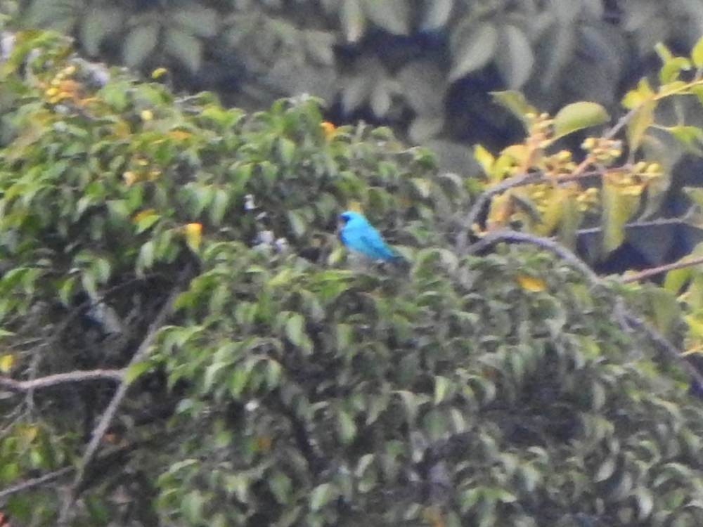 Swallow Tanager - ML647890918