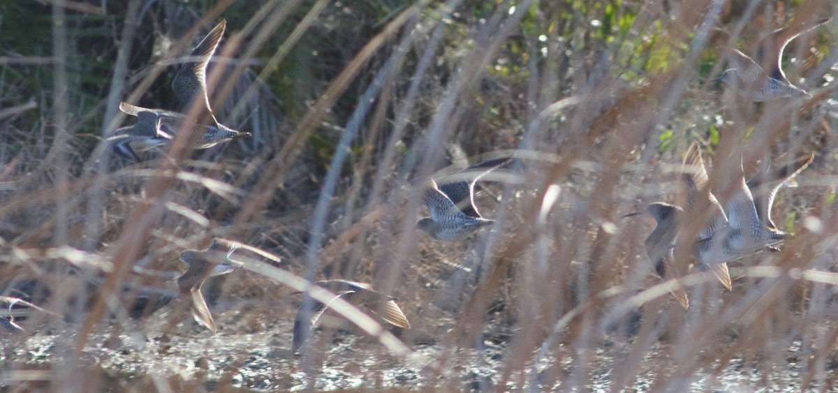 長嘴半蹼鷸 - ML647890920