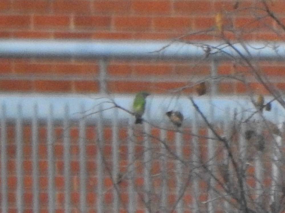 Swallow Tanager - ML647890926