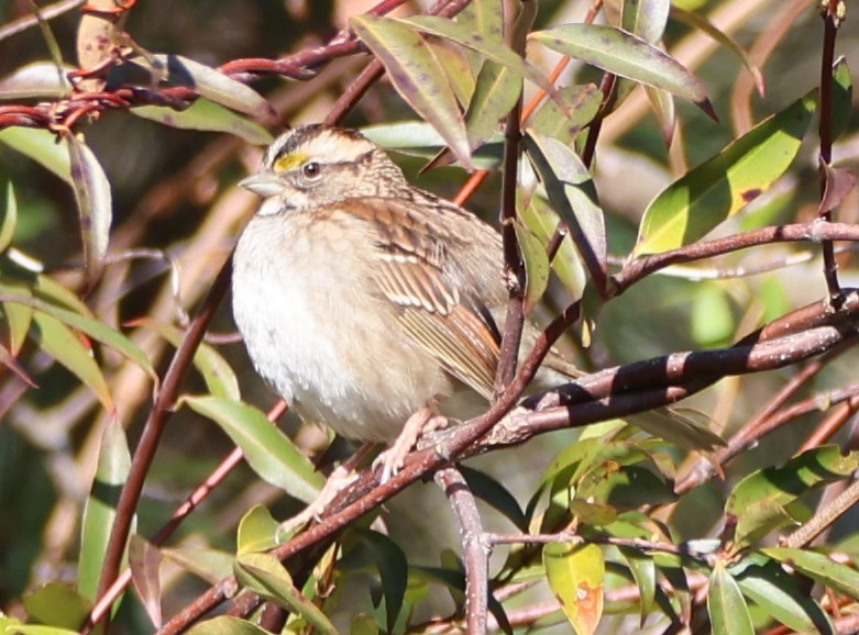 White-throated Sparrow - ML647890927