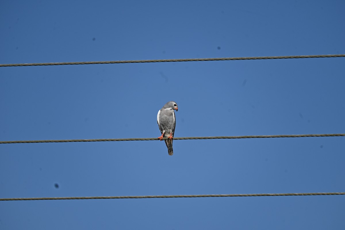 Lizard Buzzard - ML647890930