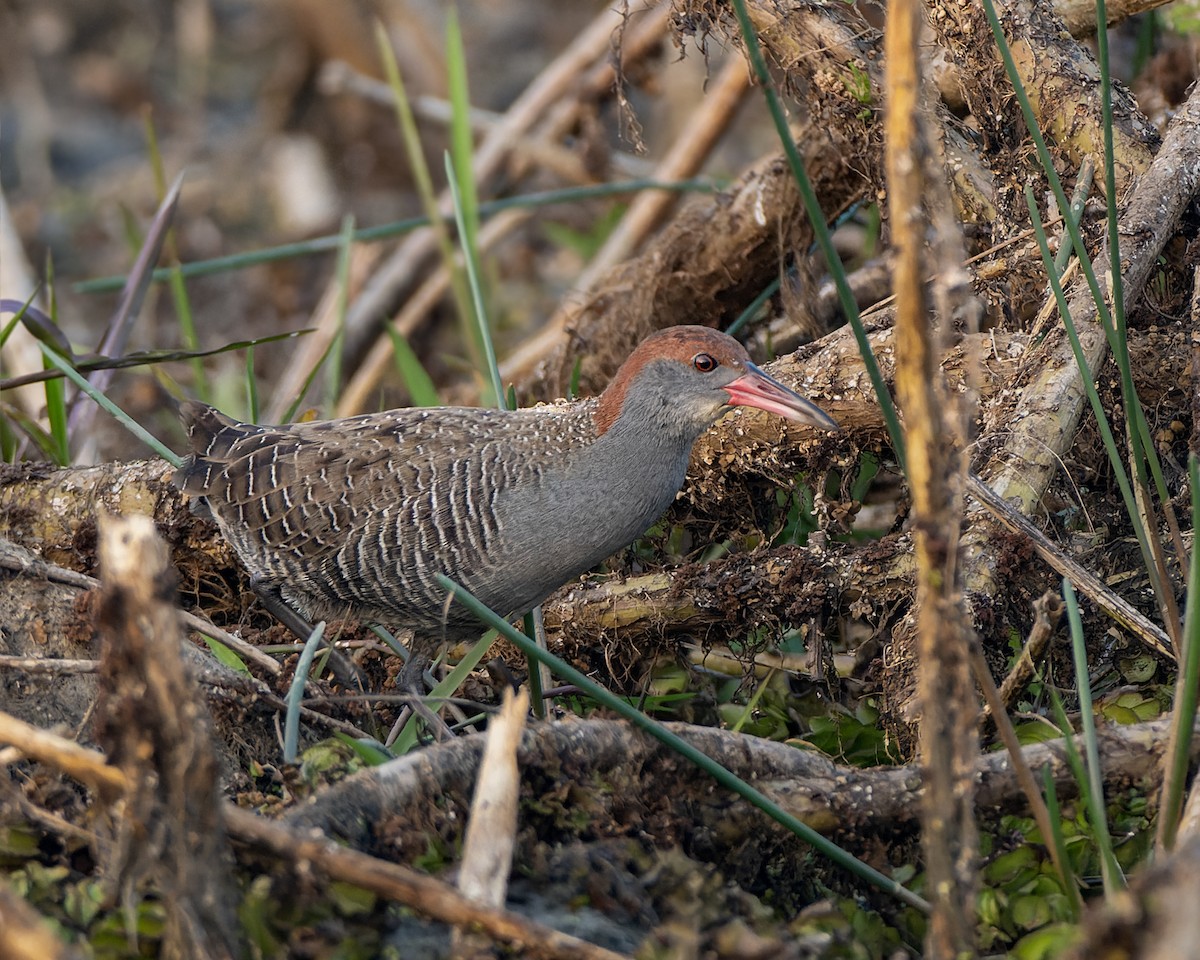 灰胸秧雞 - ML647890931