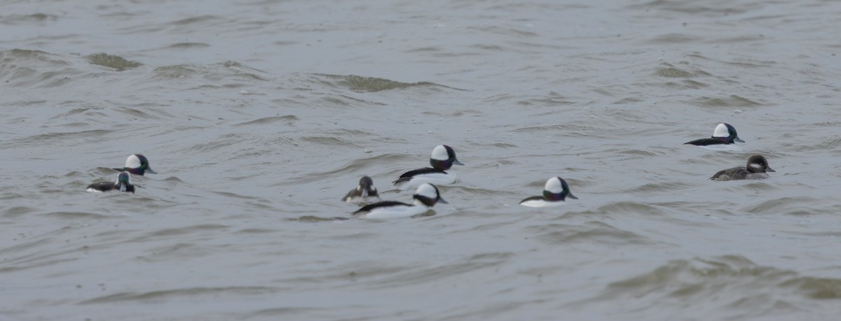 Bufflehead - ML647890932
