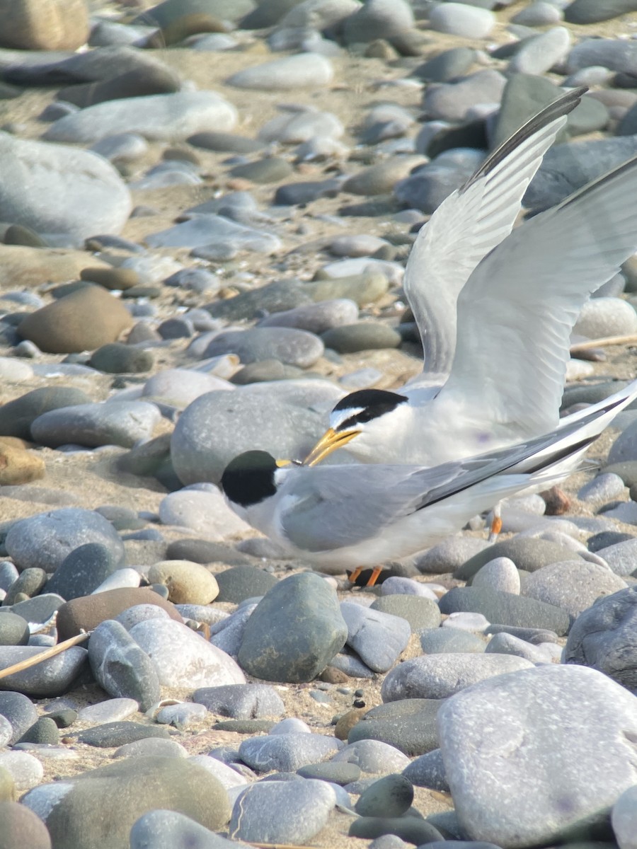 小燕鷗 - ML647890933