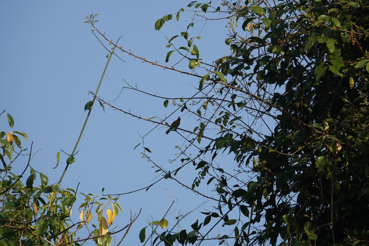 Black-crested Bulbul - ML647890934