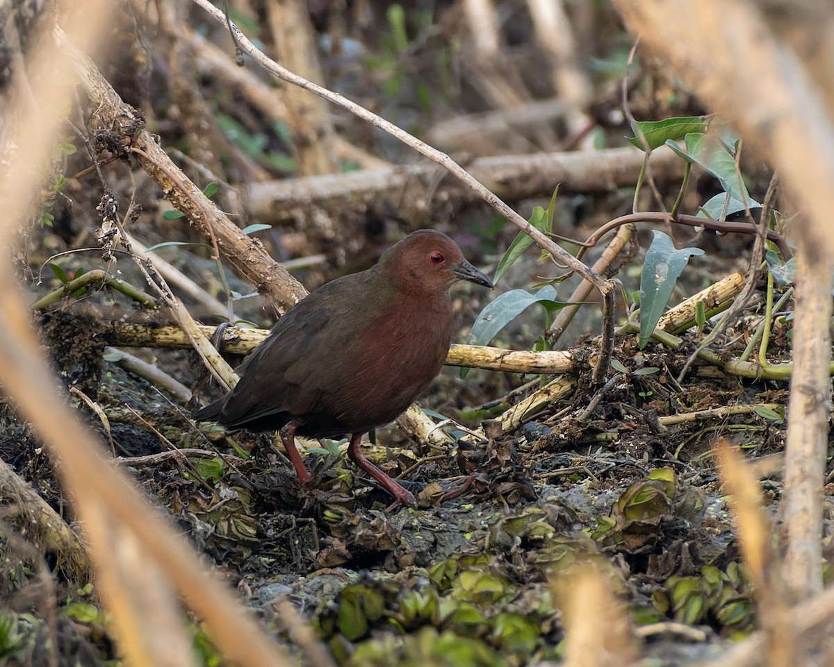 緋秧雞 - ML647890935