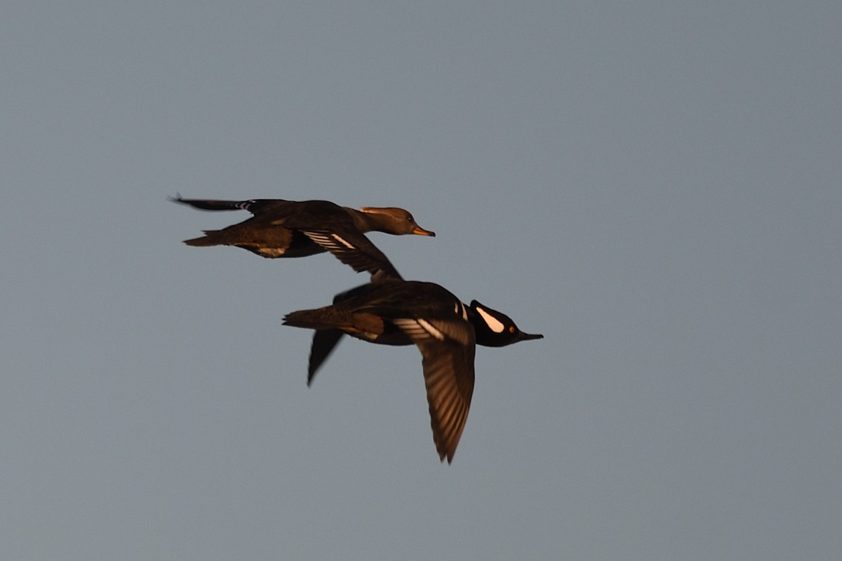 Hooded Merganser - ML647890936