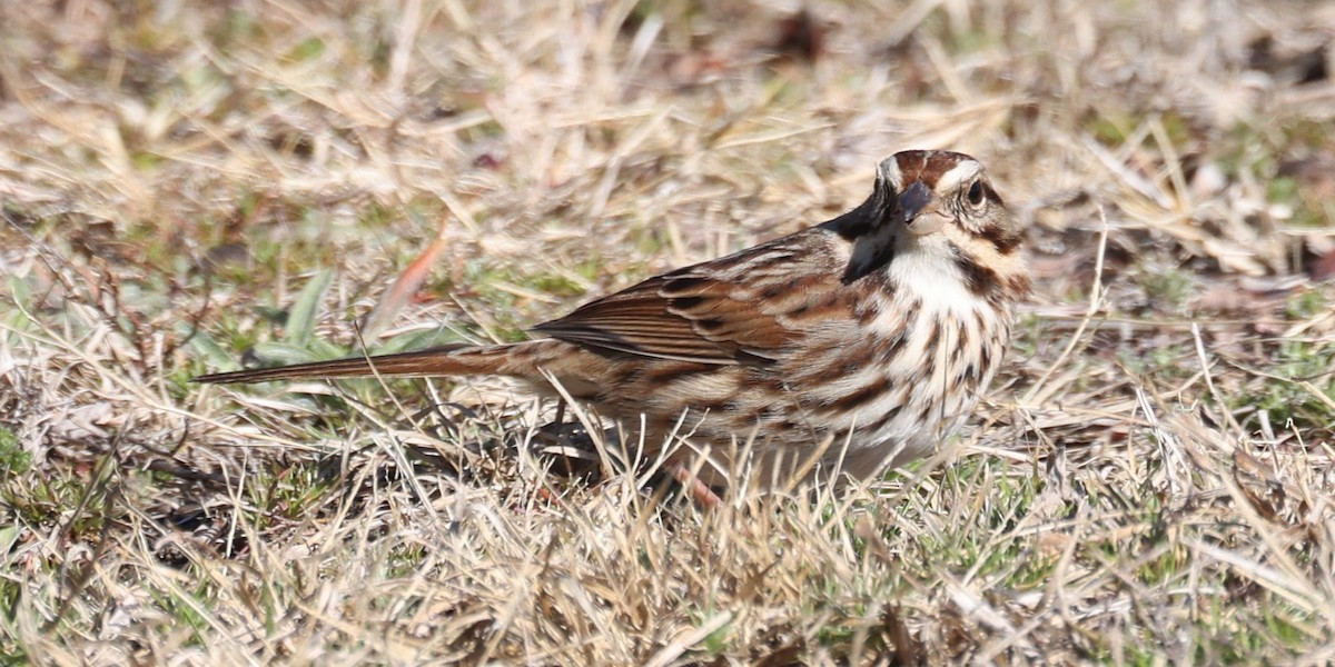 Song Sparrow - ML647890940