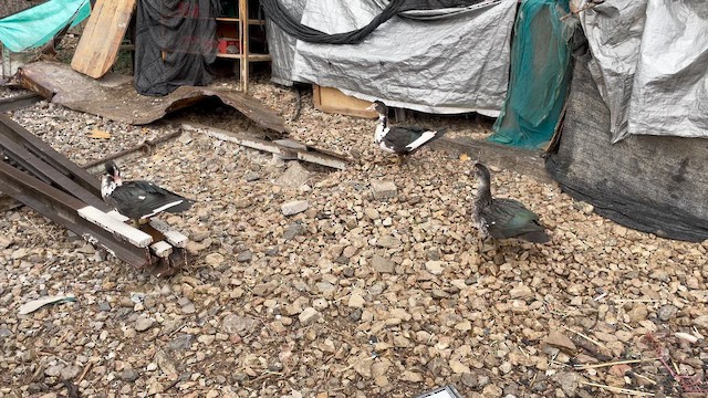 Muscovy Duck (Domestic type) - ML647890941