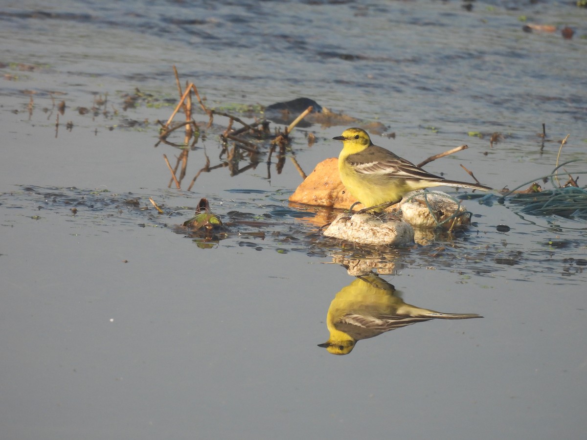 Citrine Wagtail - ML647890954
