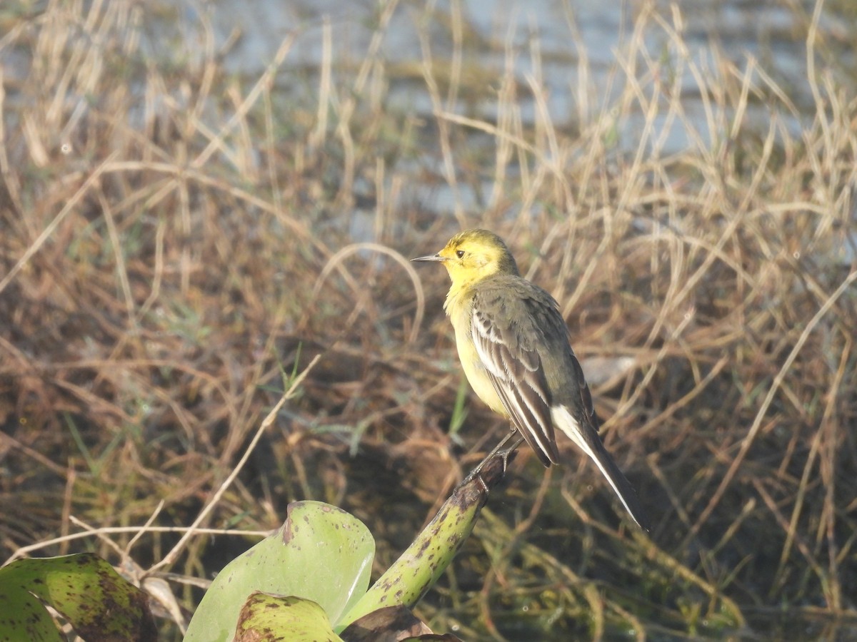 Citrine Wagtail - ML647890955