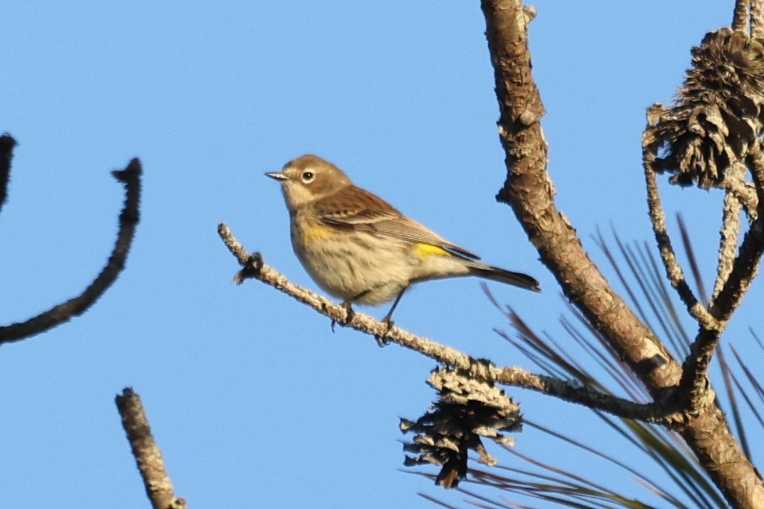 Yellow-rumped Warbler - ML647891031