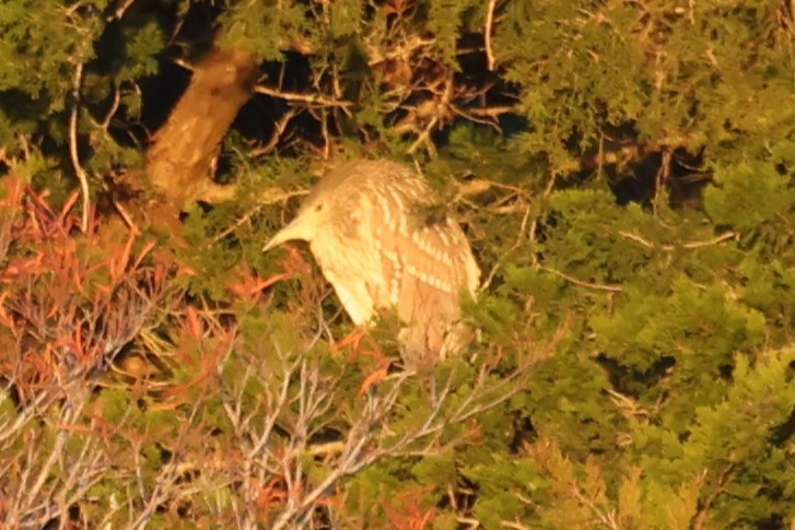 Black-crowned Night Heron - ML647891034