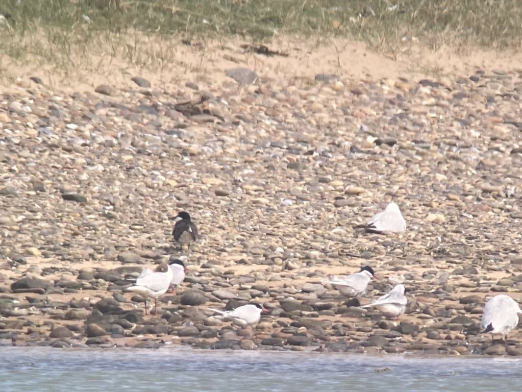 白眉燕鷗 - ML647891040