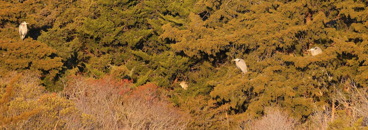 Great Blue Heron - ML647891070