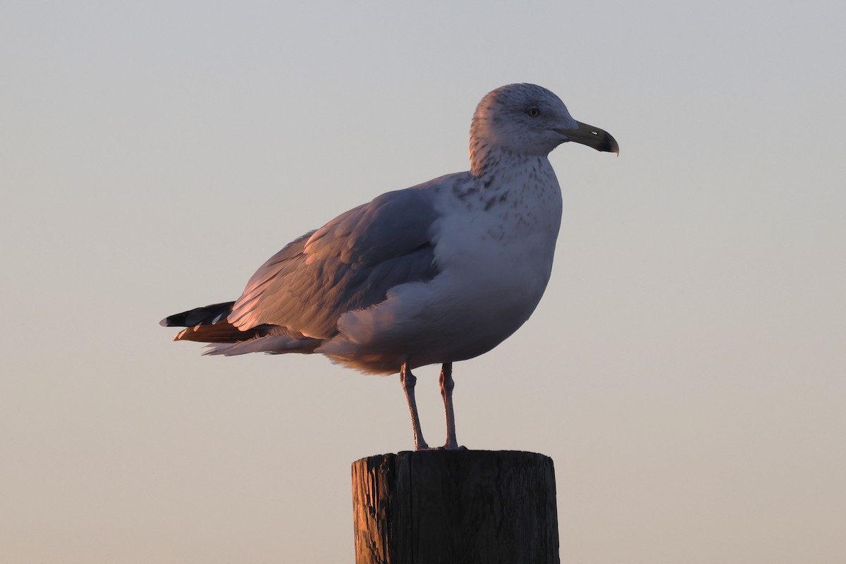 American Herring Gull - ML647891138