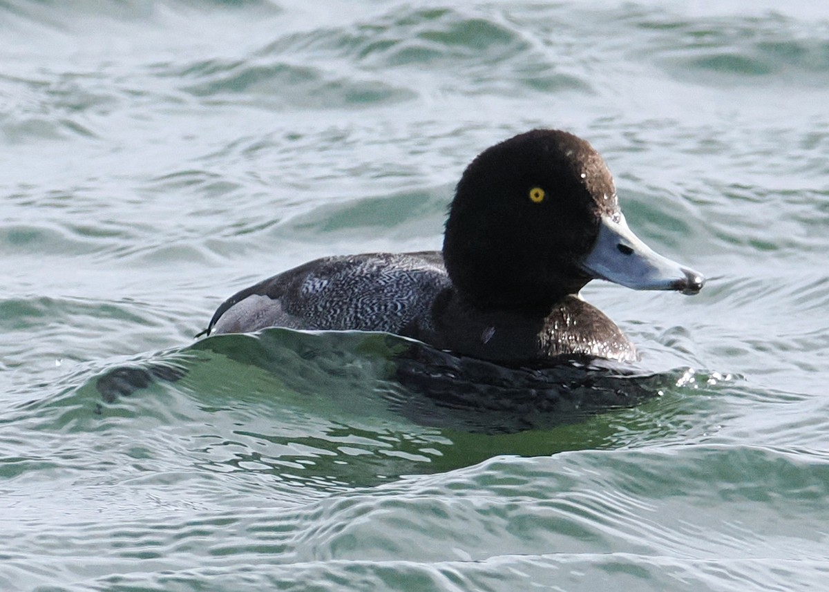 Морская чернеть - ML647891142