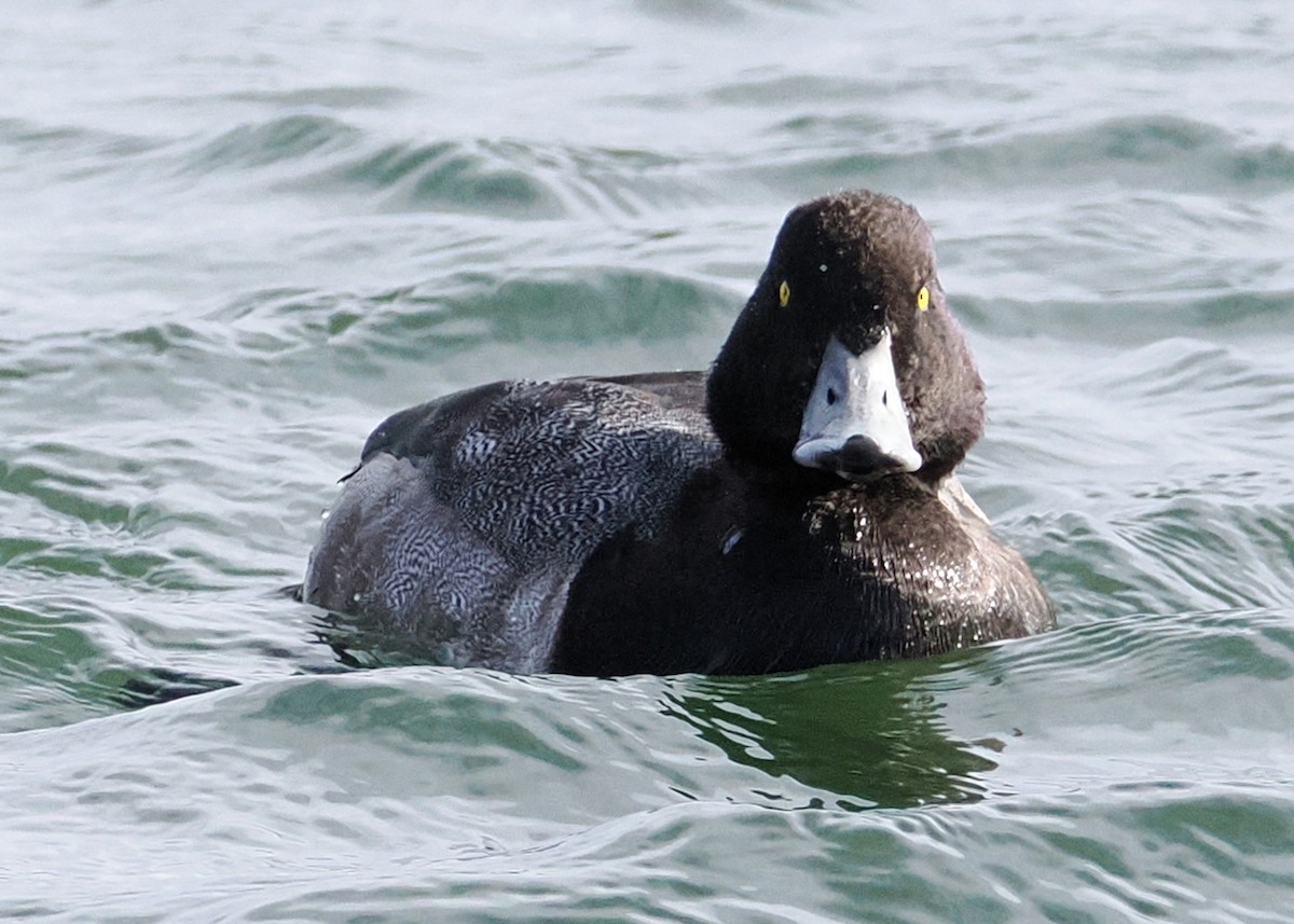 Морская чернеть - ML647891143