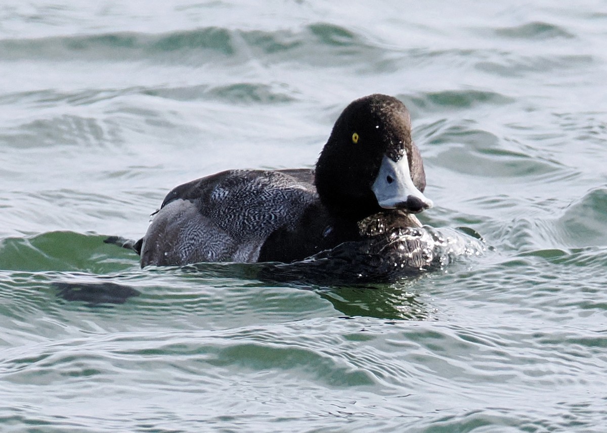 Морская чернеть - ML647891144