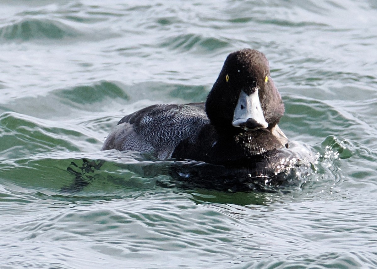 Морская чернеть - ML647891145