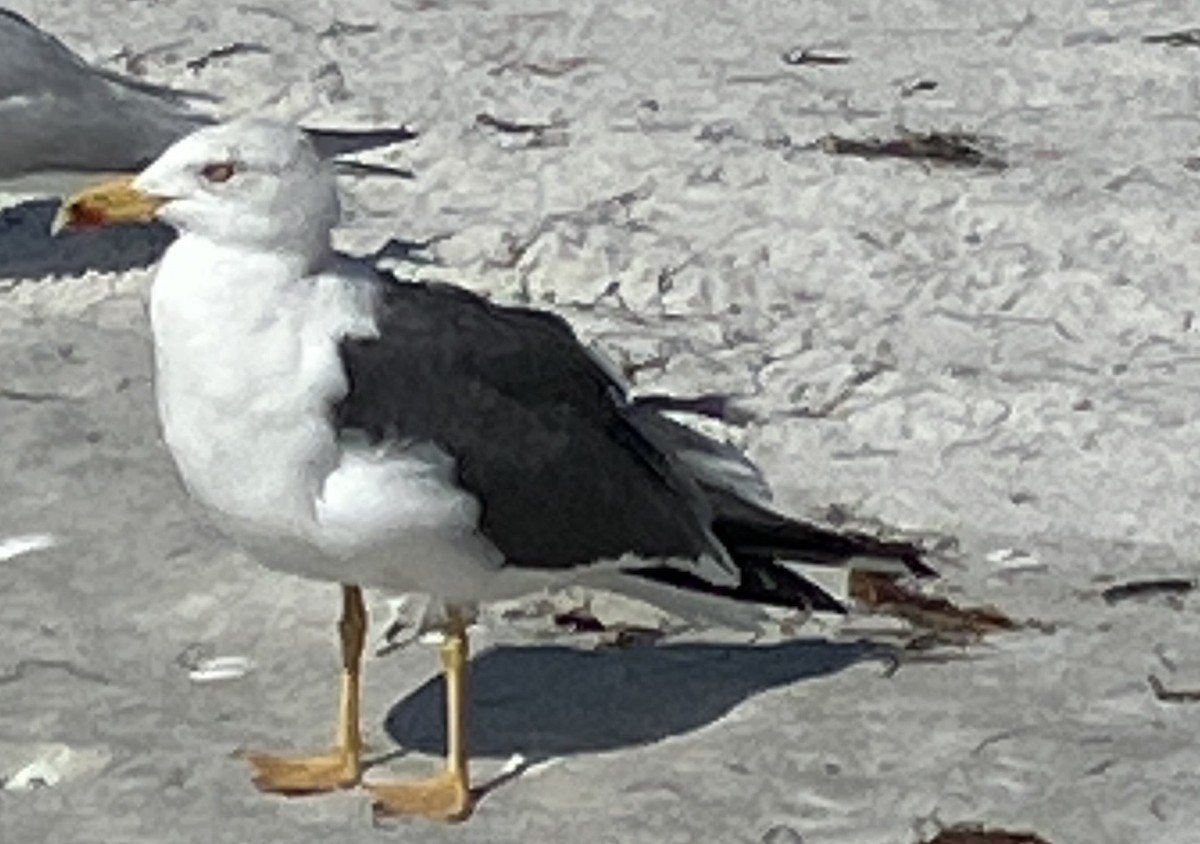 ニシセグロカモメ - ML647891171