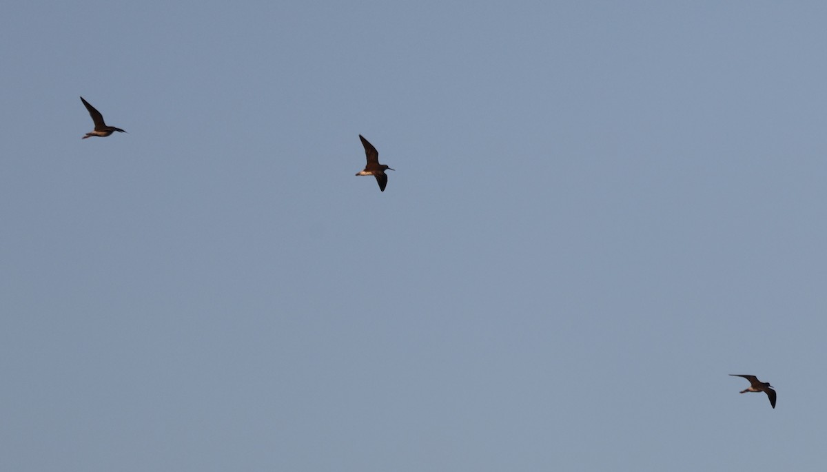 Greater Yellowlegs - ML647891197