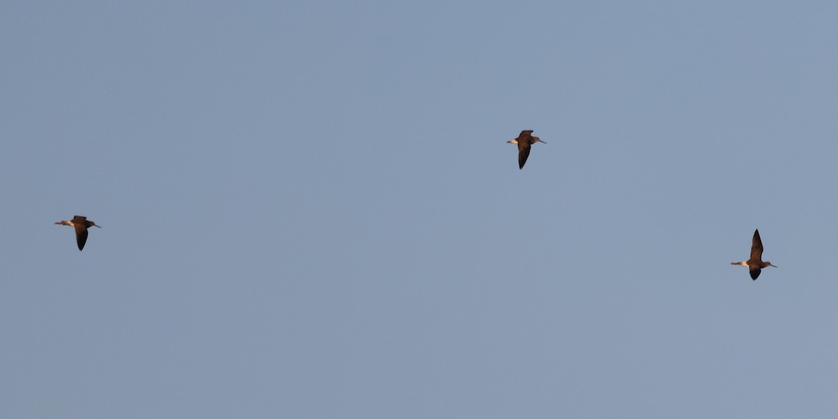 Greater Yellowlegs - ML647891198