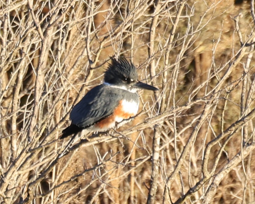 Belted Kingfisher - ML647891212