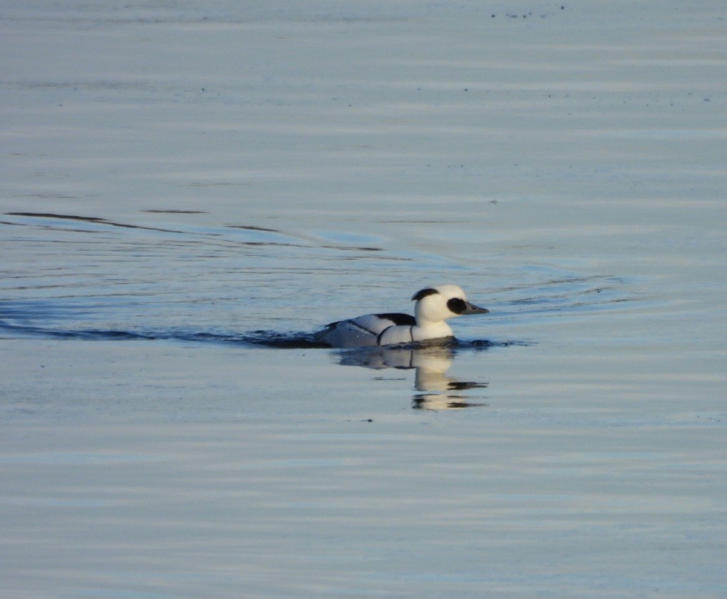 מרגון גמדי - ML647891228