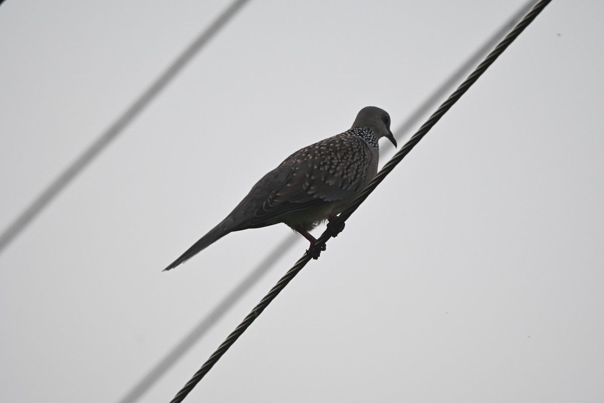 Spotted Dove - ML647891254